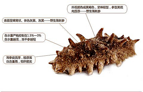 煙臺(tái)海參批發(fā)告訴你，這幾種海參要不得