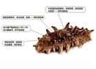 煙臺(tái)海參批發(fā)告訴你，這幾種海參要不得